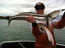 Moreton Bay Charters Cobia 82cm